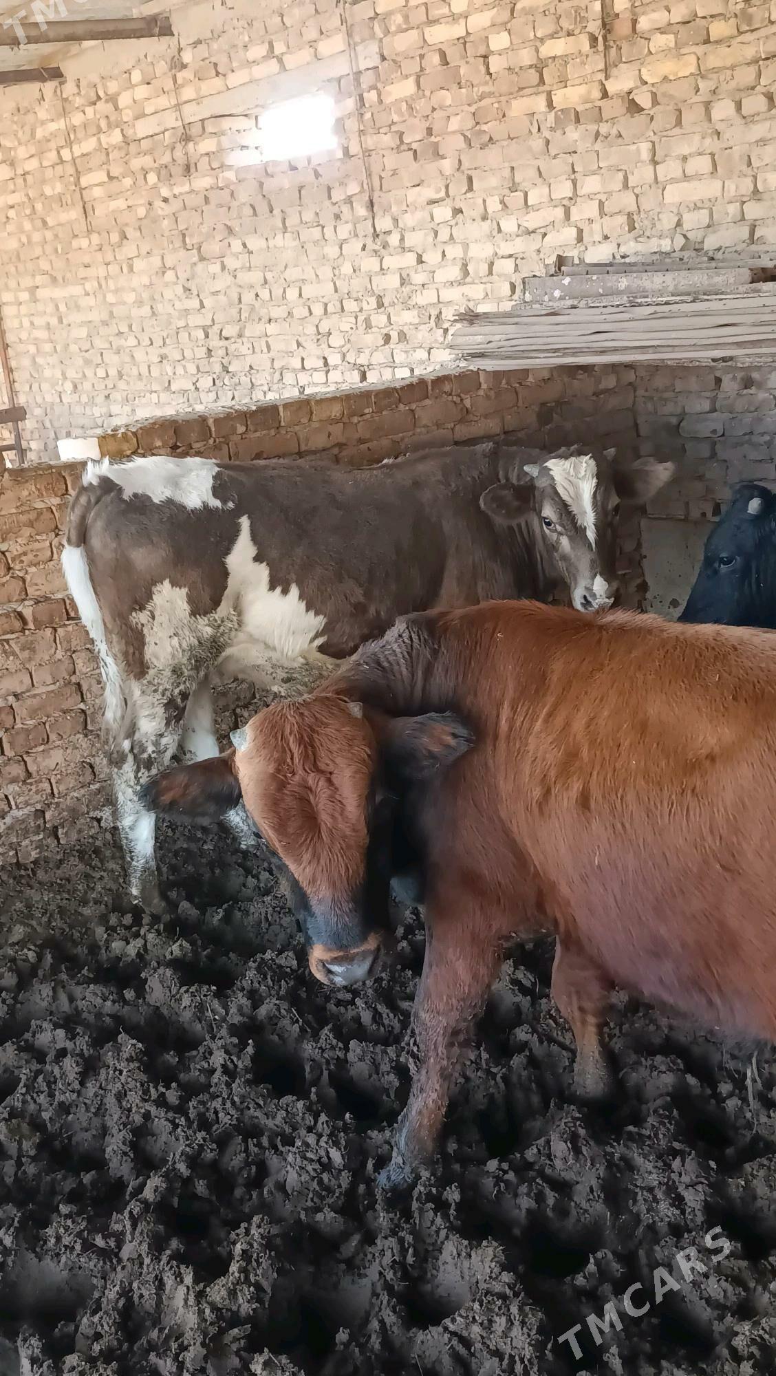 okuz - Бахарден - img 9