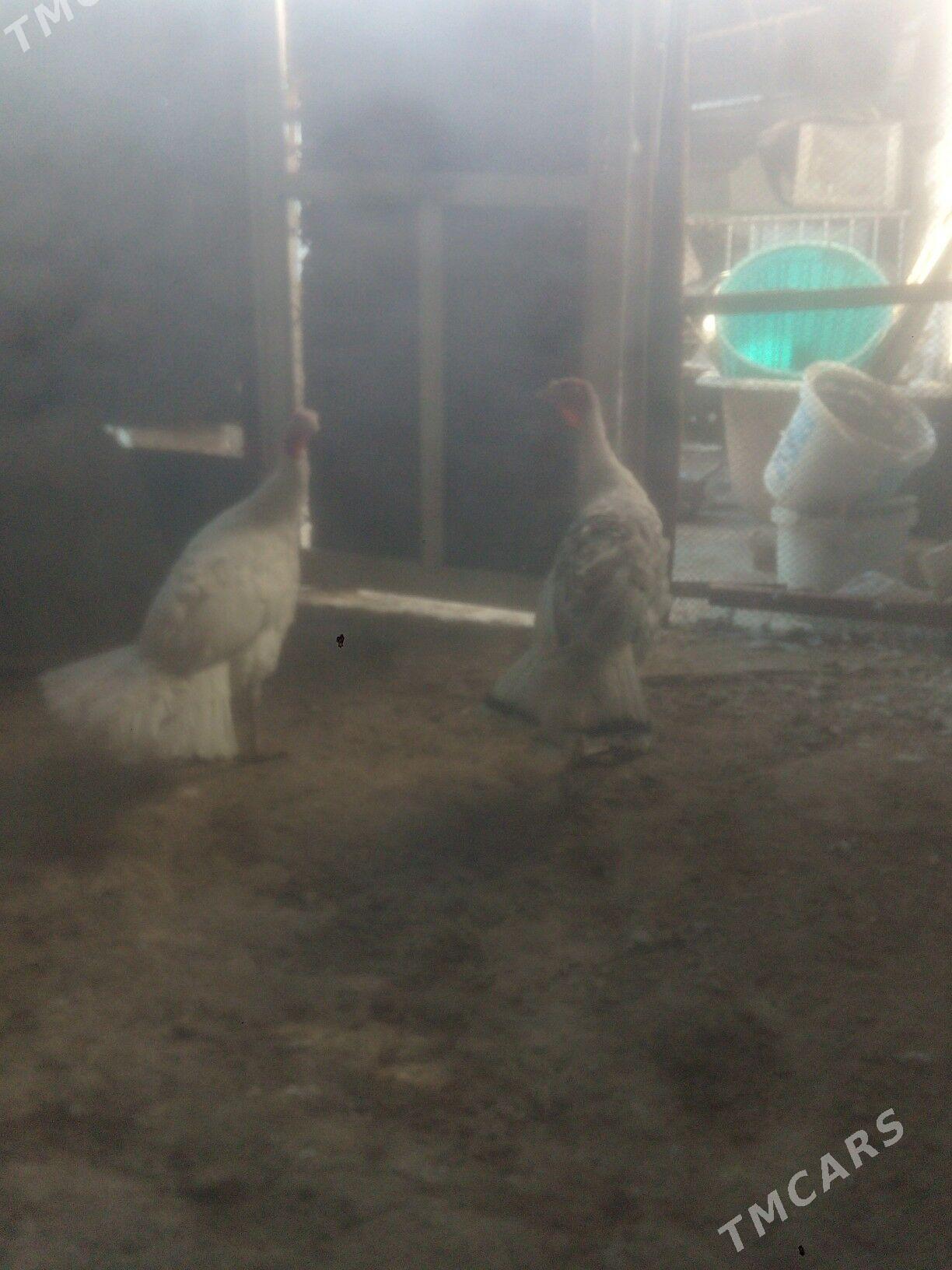 induk 10aylik - Балканабат - img 1