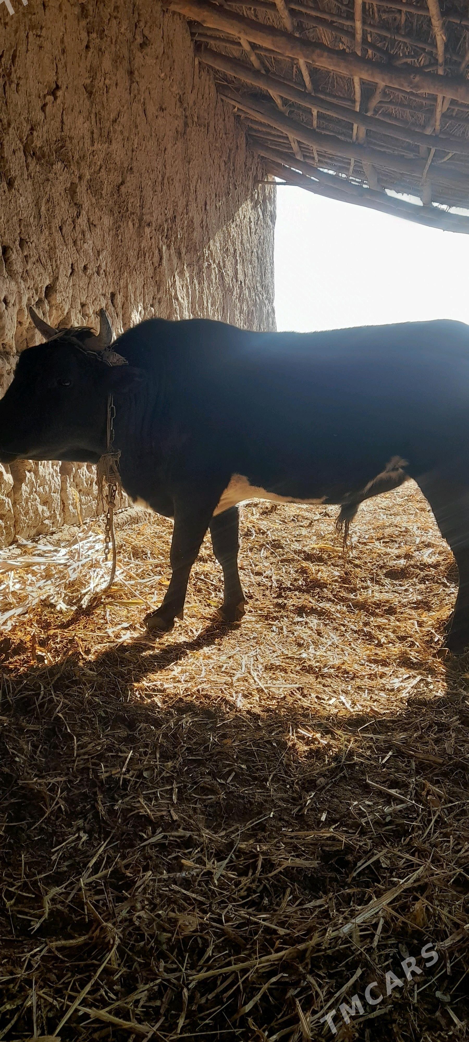 baky.okuz - Gubadag - img 4