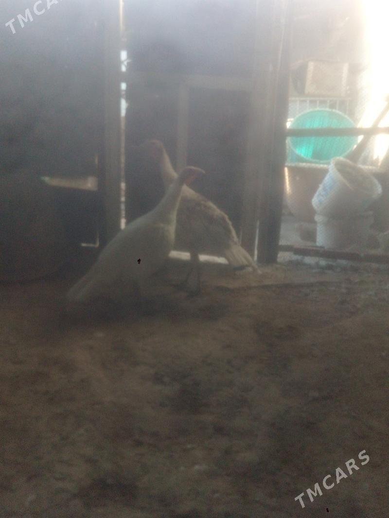 induk 10aylik - Балканабат - img 2