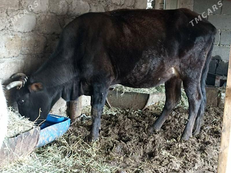 sygyr gysyr - Aşgabat - img 4