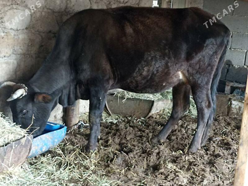 sygyr gysyr - Aşgabat - img 3