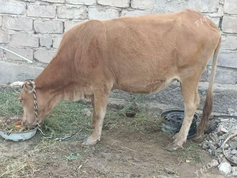 sygyr gysyr - Aşgabat - img 1