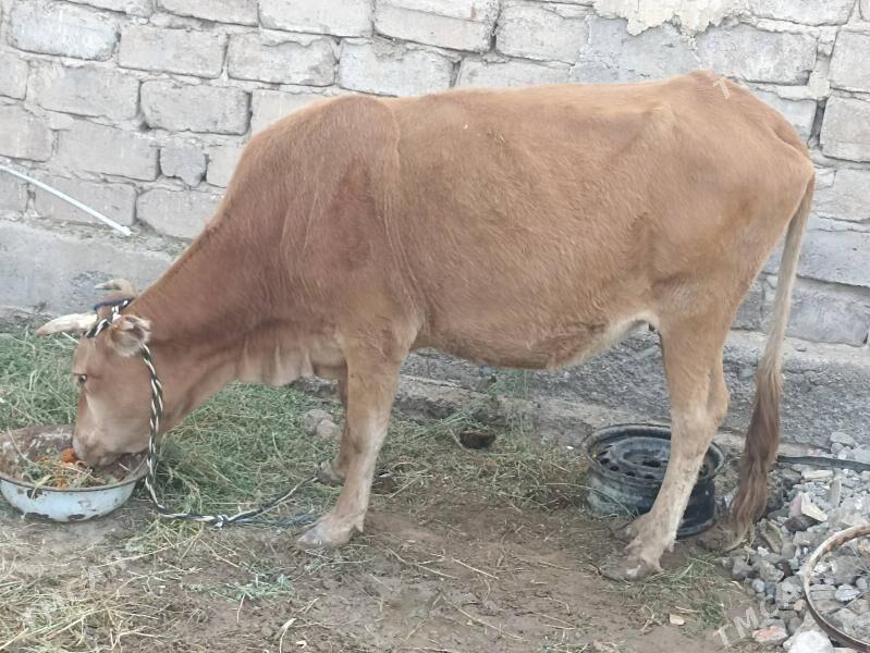 sygyr gysyr - Aşgabat - img 2