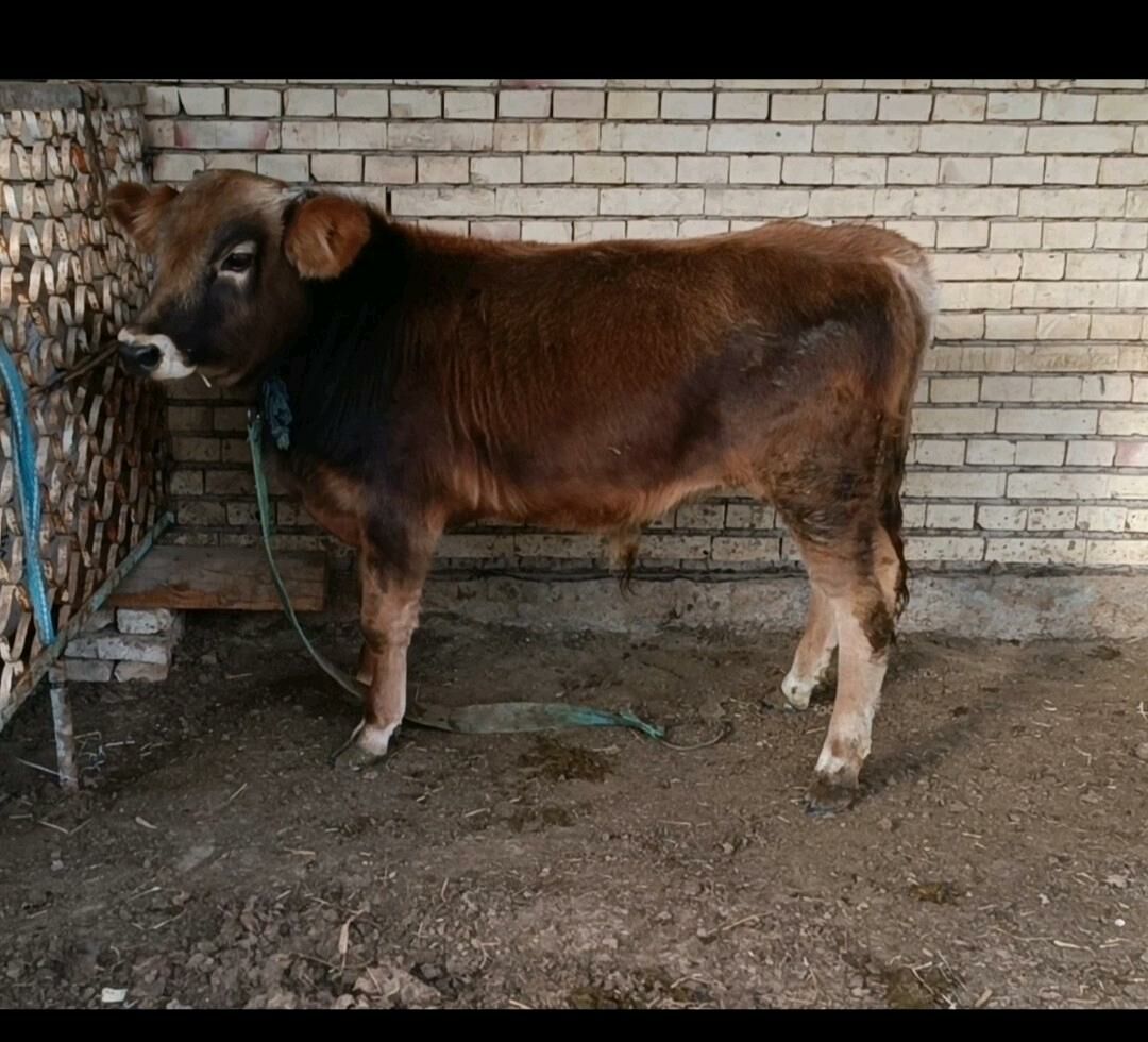 öküz göle - Сакарчага - img 4