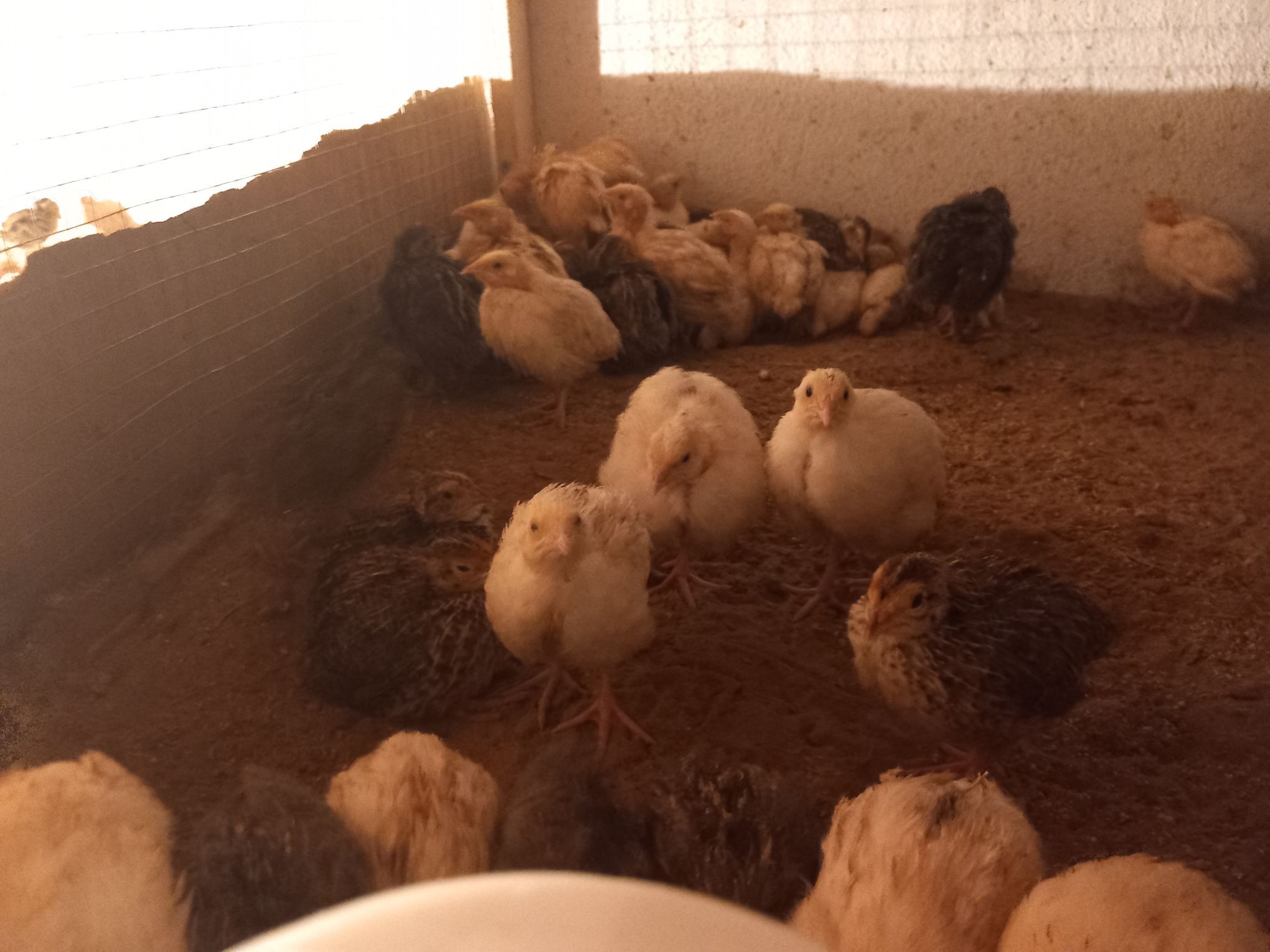 Bedene gigant. перепела гигант - Чоганлы - img 3