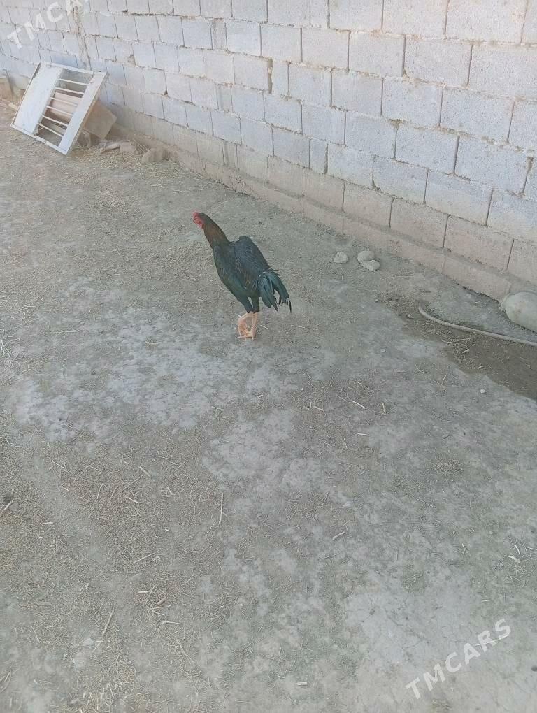 Urşyjy horaz - Ак-Бугдайский этрап - img 3