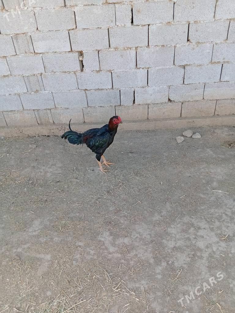 Urşyjy horaz - Ак-Бугдайский этрап - img 1