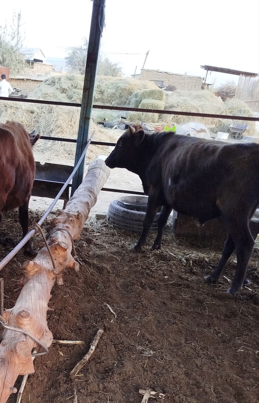 okuz - Векильбазар - img 4