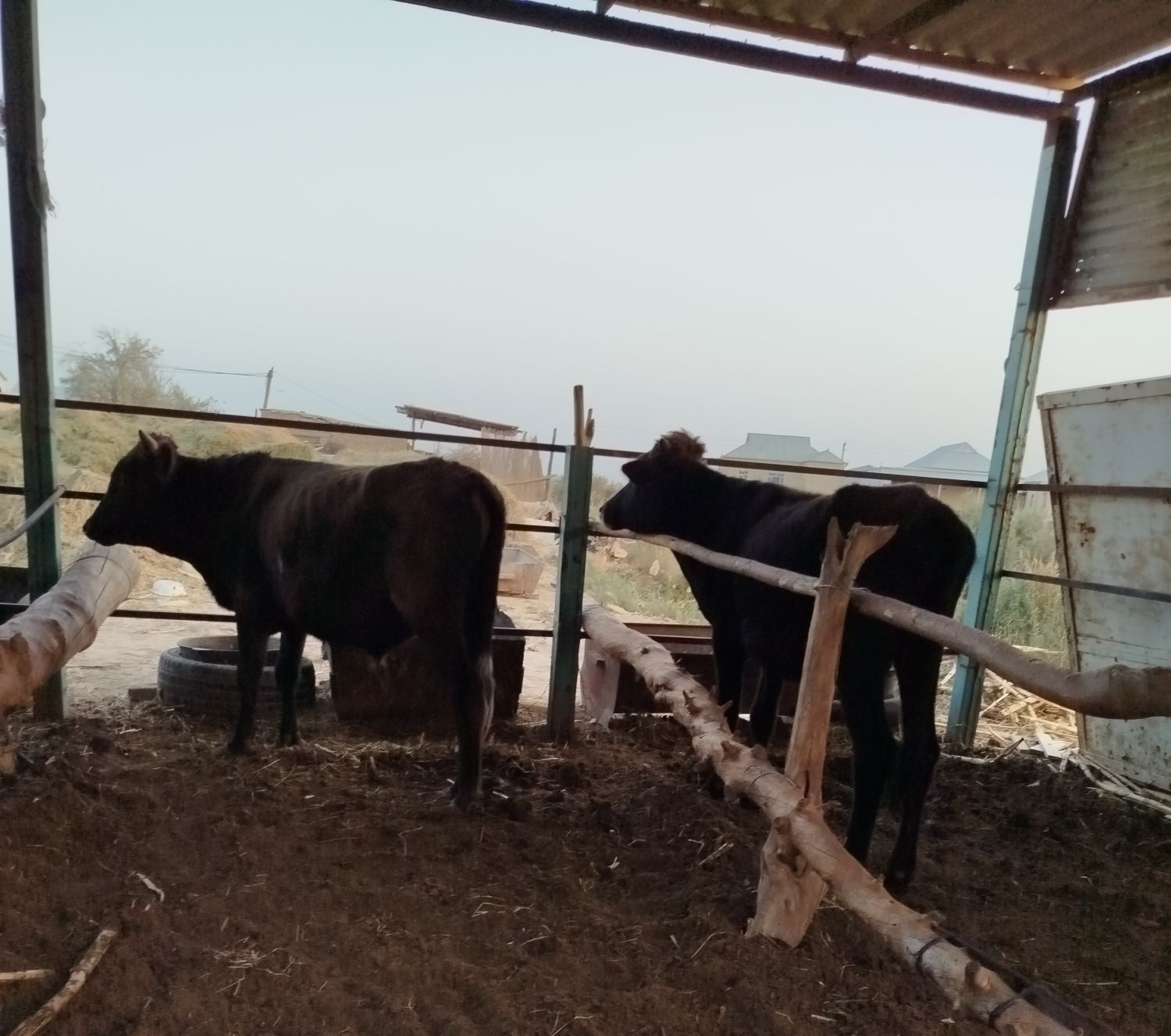 okuz - Векильбазар - img 3