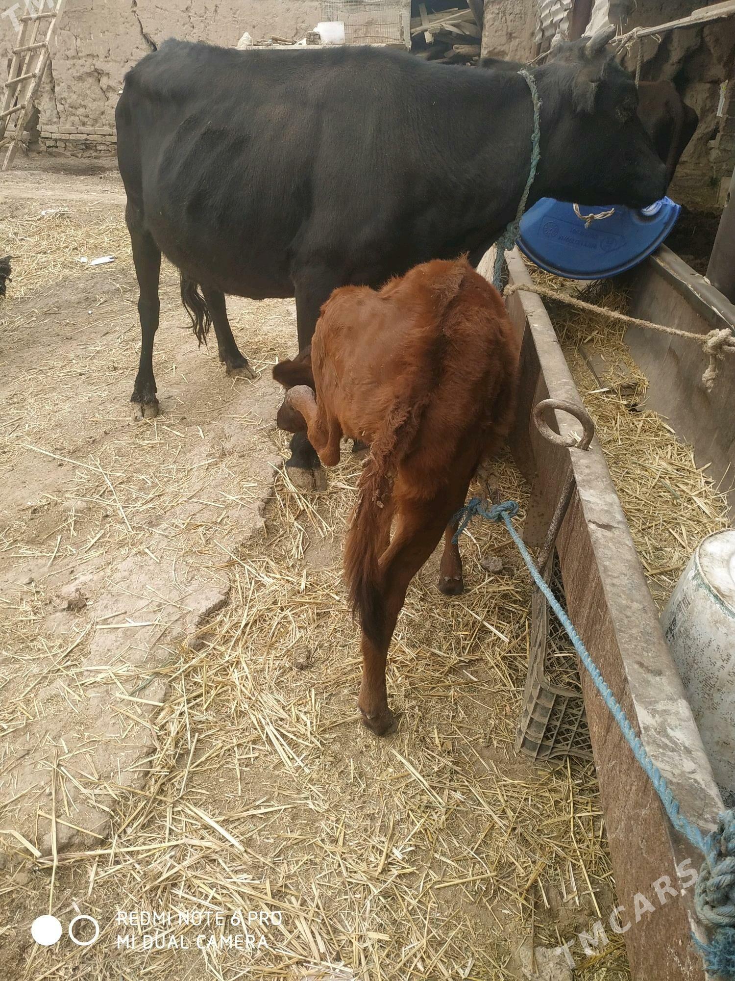 саглык.сыгыр - Çärjew - img 4