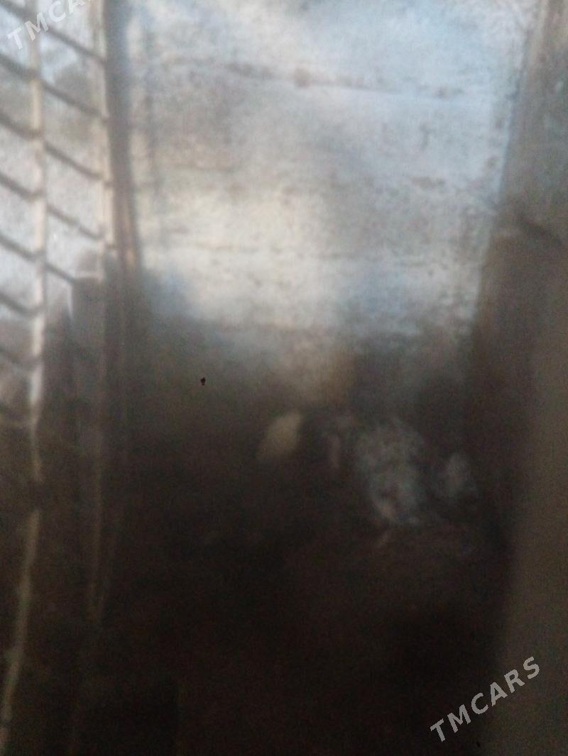 juje 3 aylik - Balkanabat - img 2