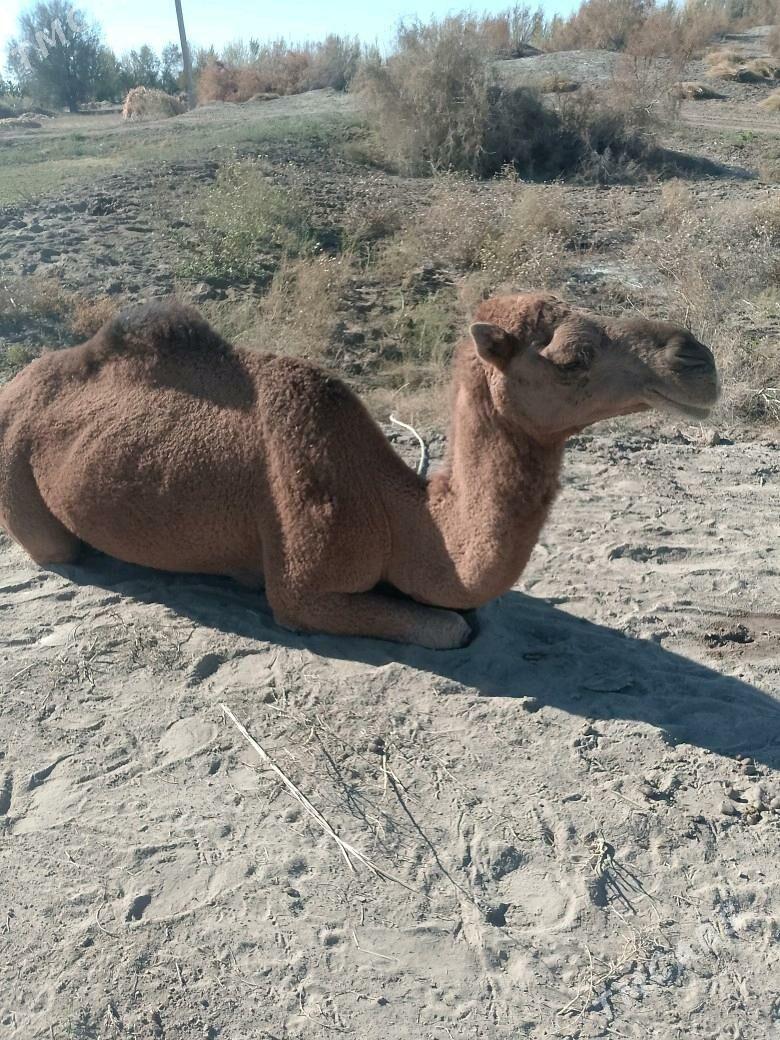 duye - Гурбансолтан Едже - img 3