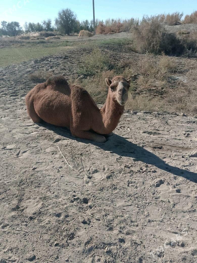 duye - Гурбансолтан Едже - img 2