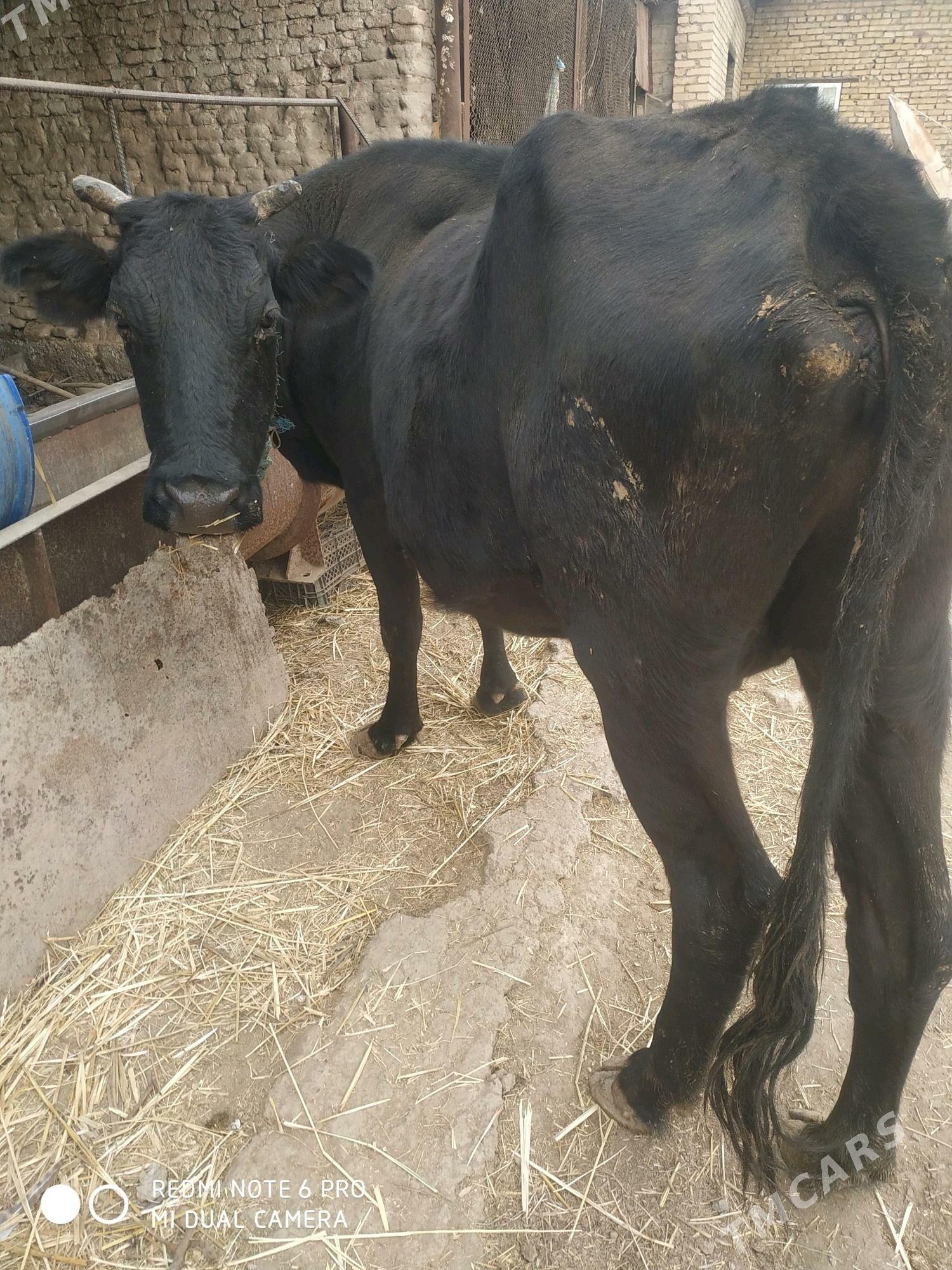 саглык.сыгыр - Çärjew - img 1