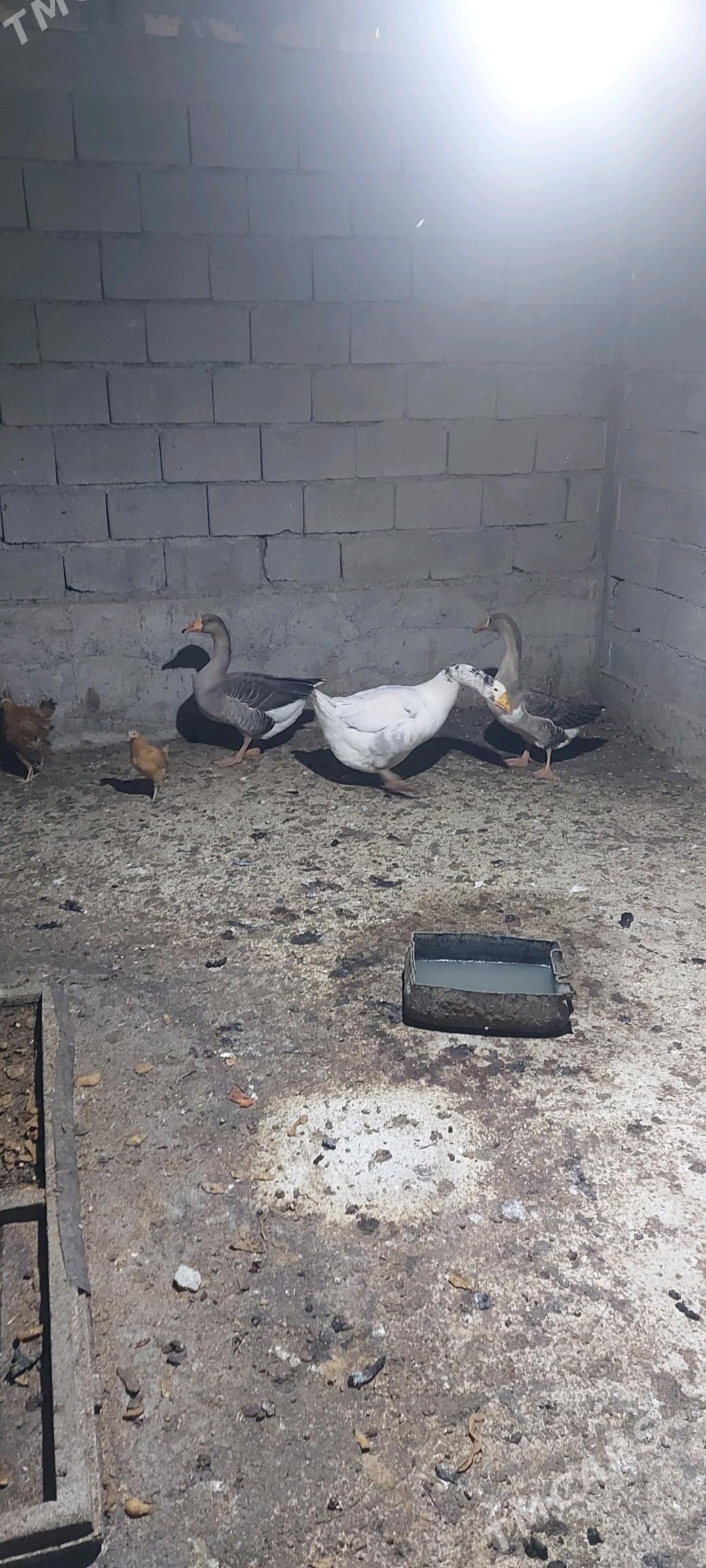 Gus gaz - Аркадаг - img 1