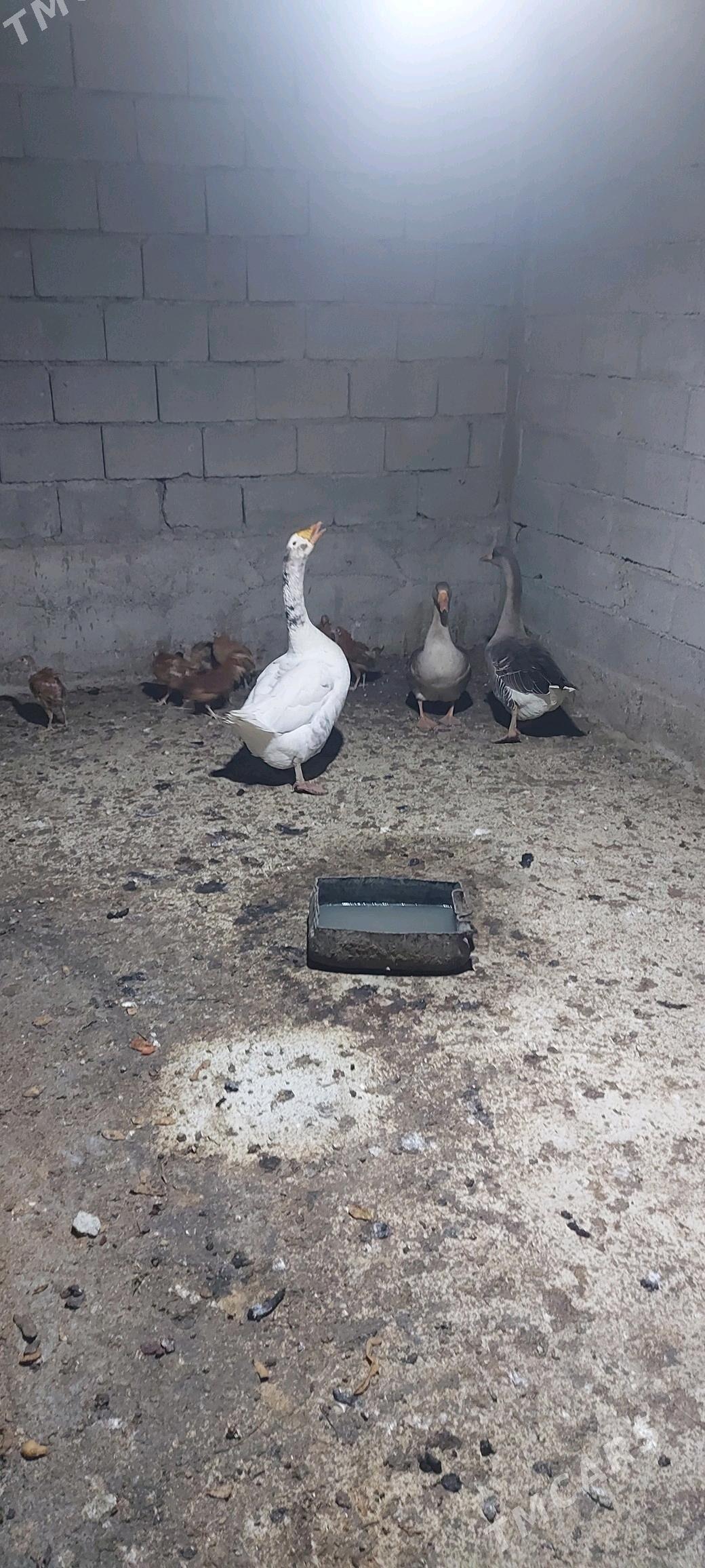 Gus gaz - Аркадаг - img 2