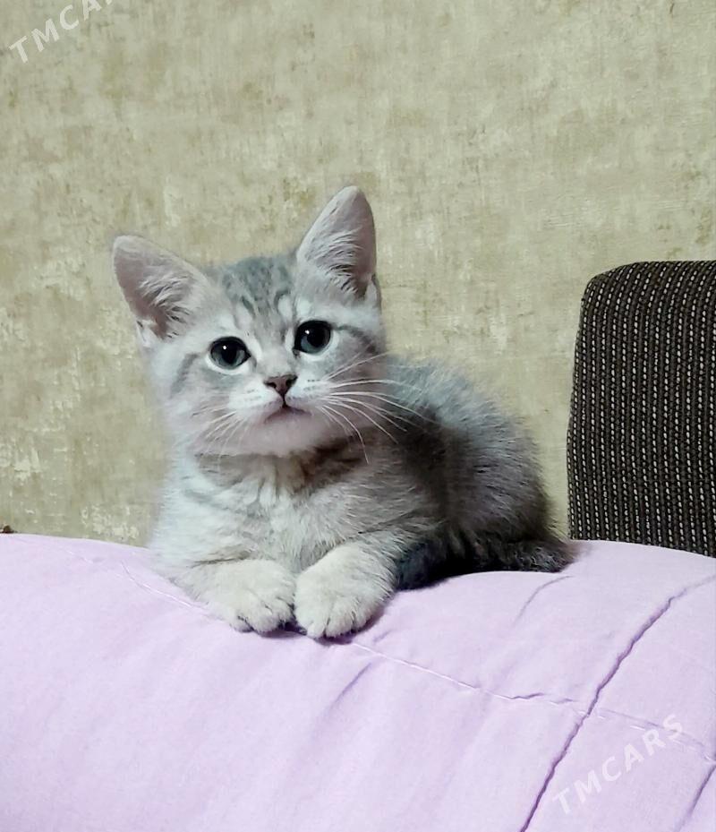 Шотландские котята - Ашхабад - img 2