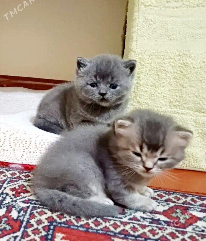 Шотландские котята - Ашхабад - img 4