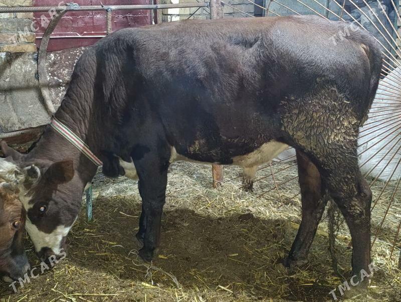 OKUZLER - Туркменабат - img 4