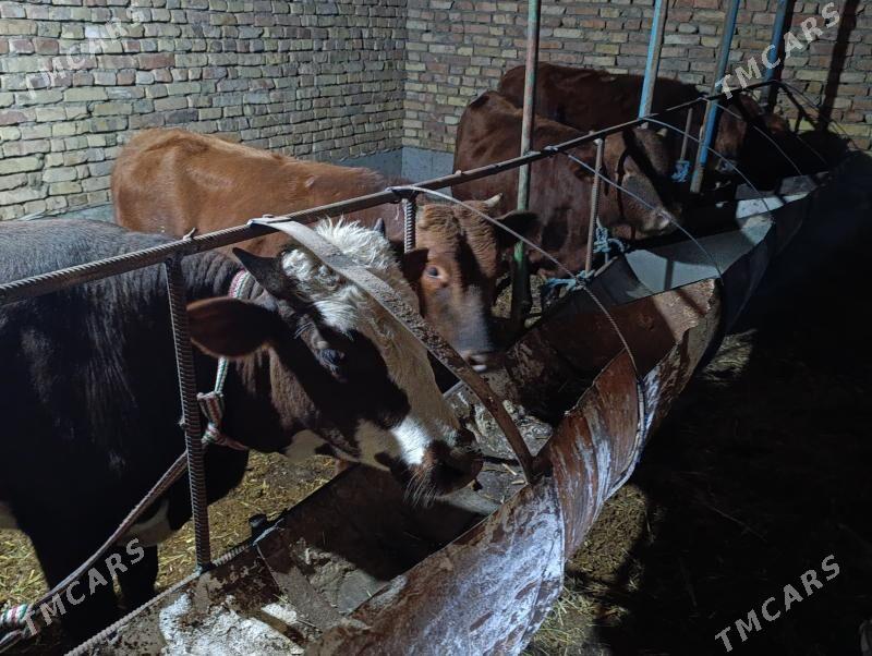 OKUZLER - Туркменабат - img 1