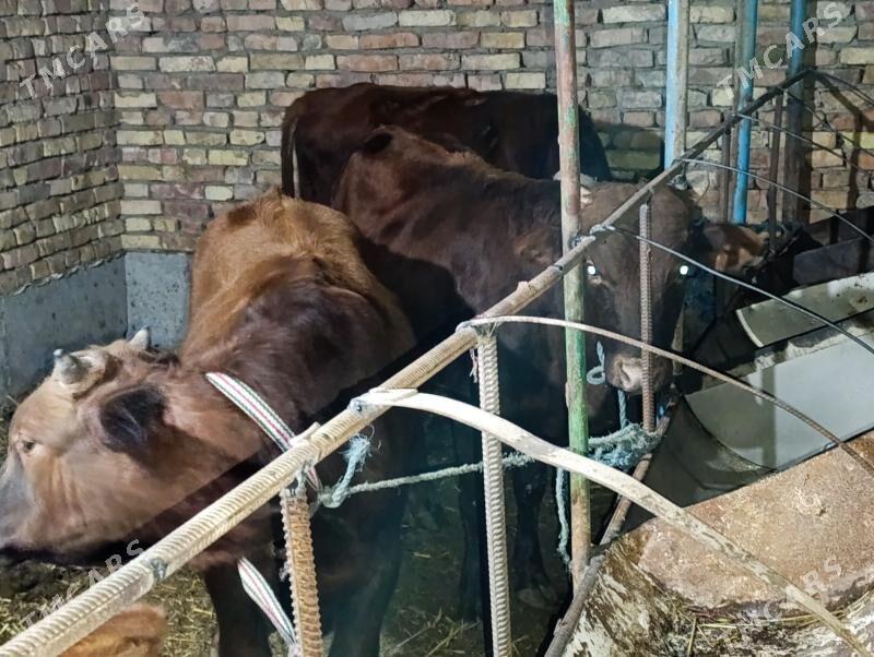 OKUZLER - Туркменабат - img 2