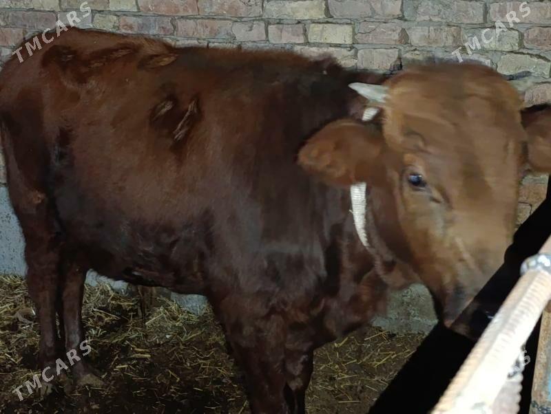 OKUZLER - Туркменабат - img 5