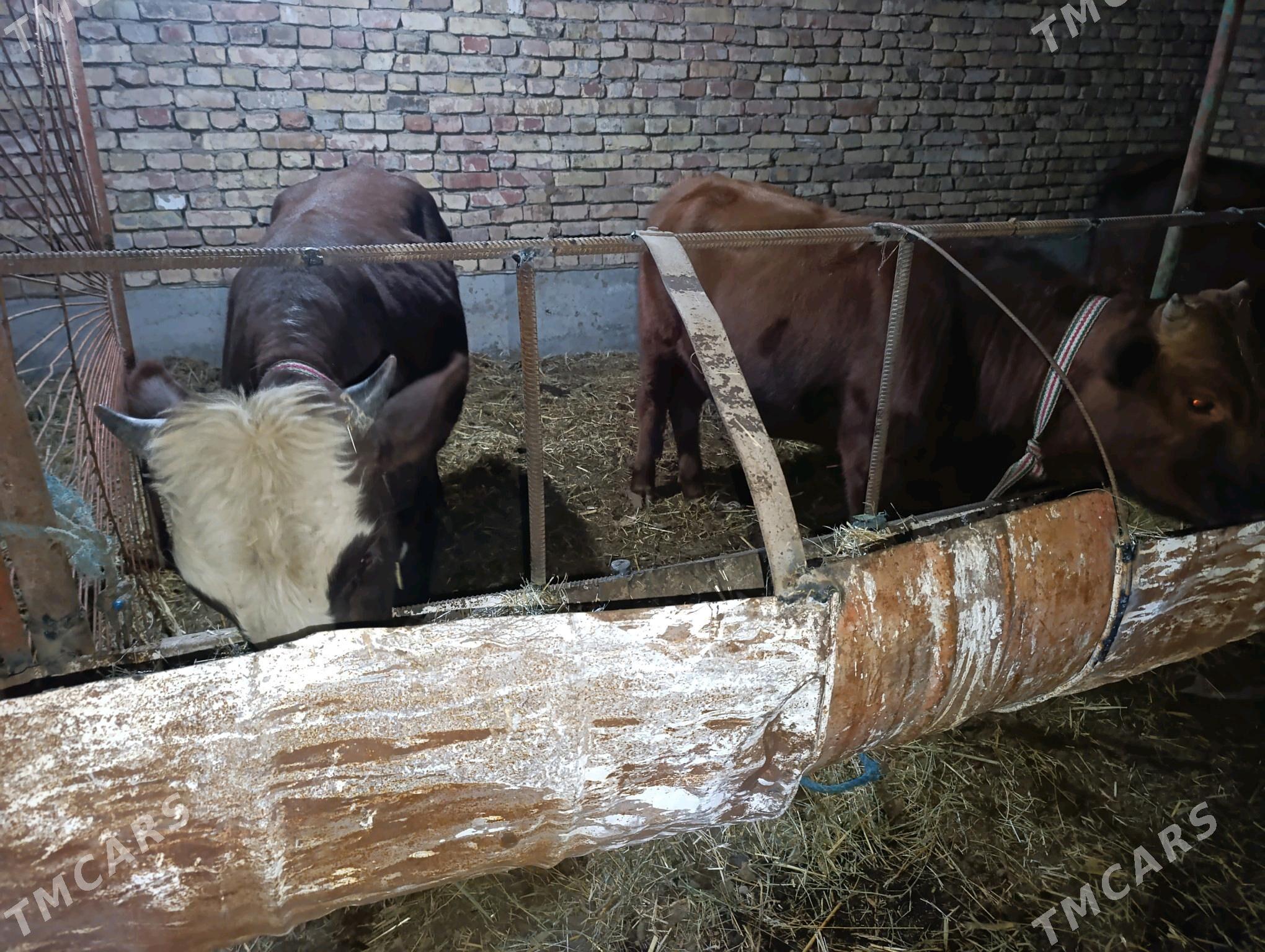 OKUZLER - Туркменабат - img 3