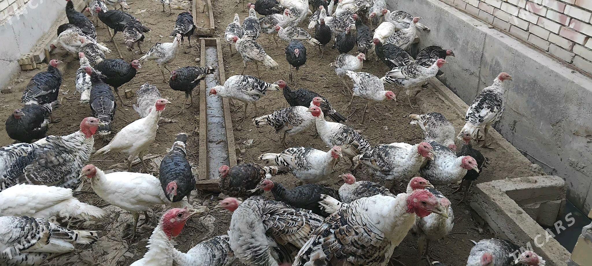 induk - Sakarçäge - img 3