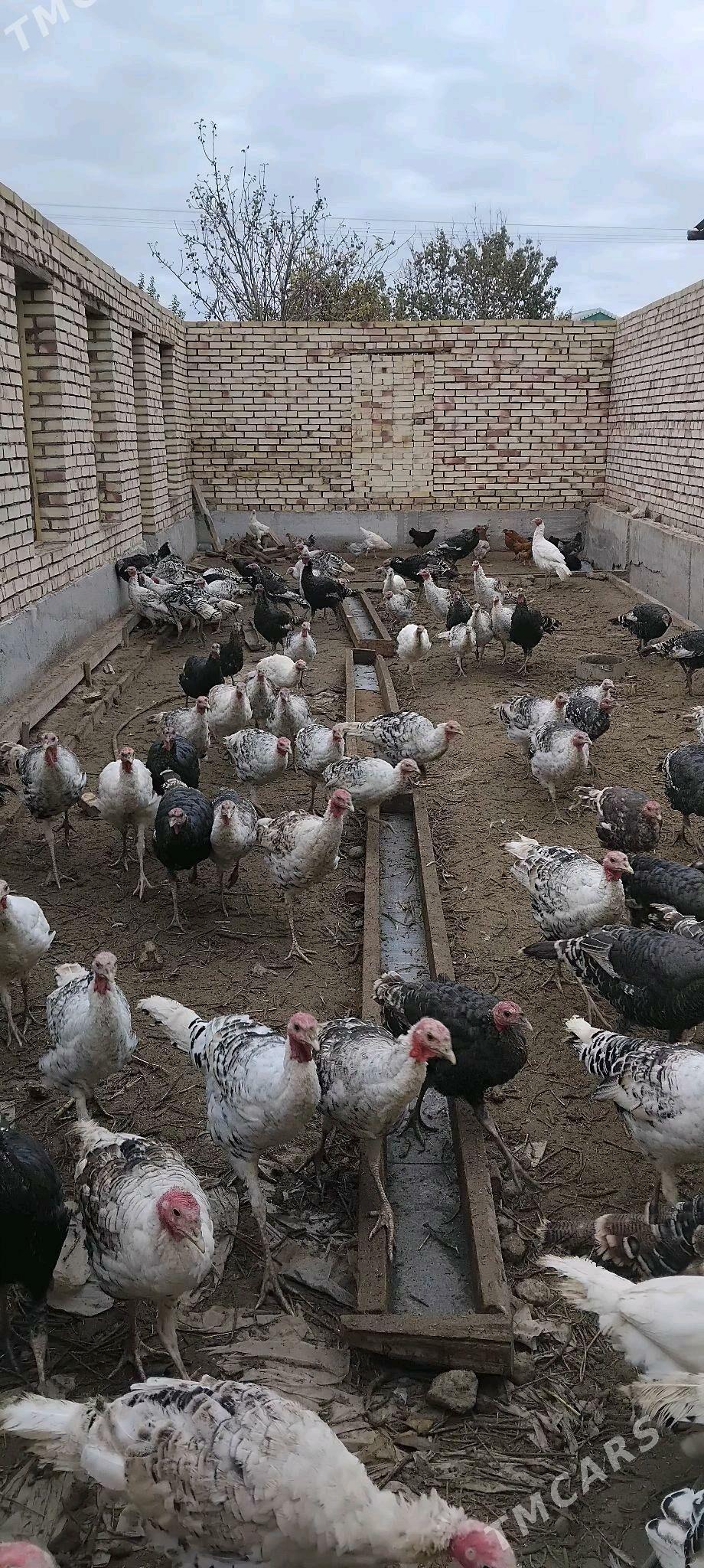 induk - Sakarçäge - img 2