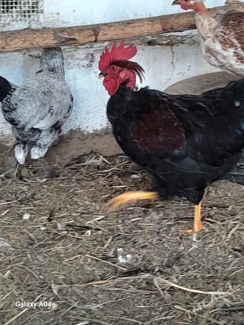 Horaz - Дянев - img 3