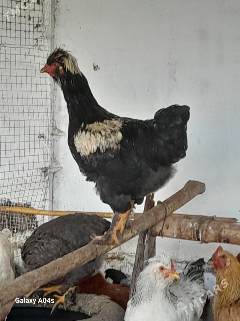 Horaz - Дянев - img 2