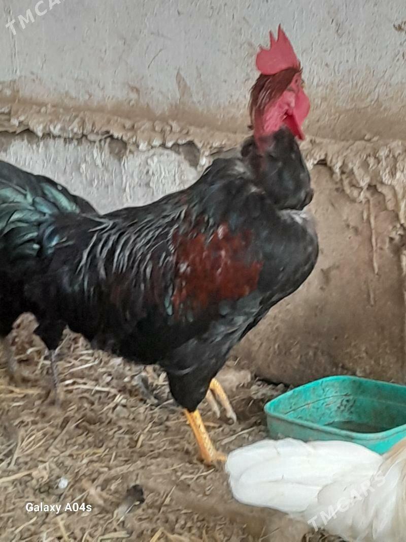 Horaz - Дянев - img 1