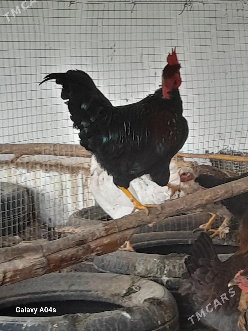 Horaz - Дянев - img 5