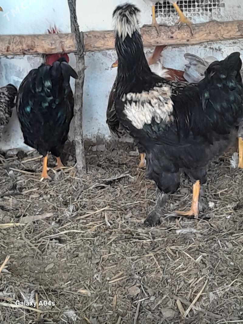 Horaz - Дянев - img 4