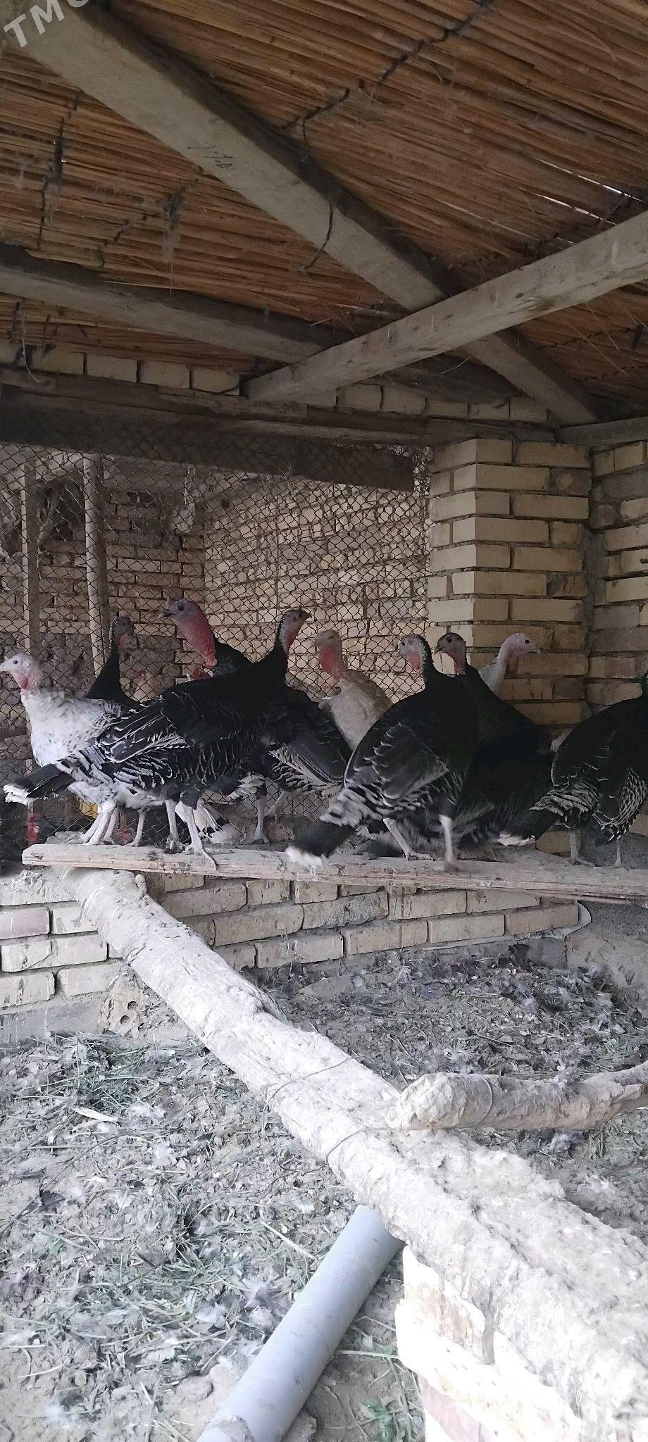 induk - Сакарчага - img 1