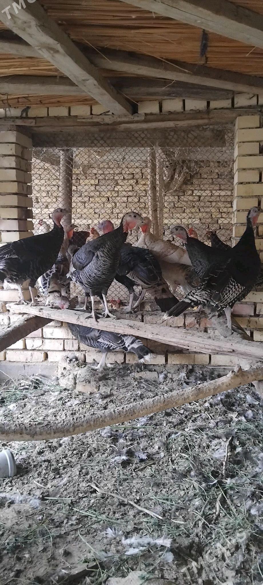 induk - Сакарчага - img 2