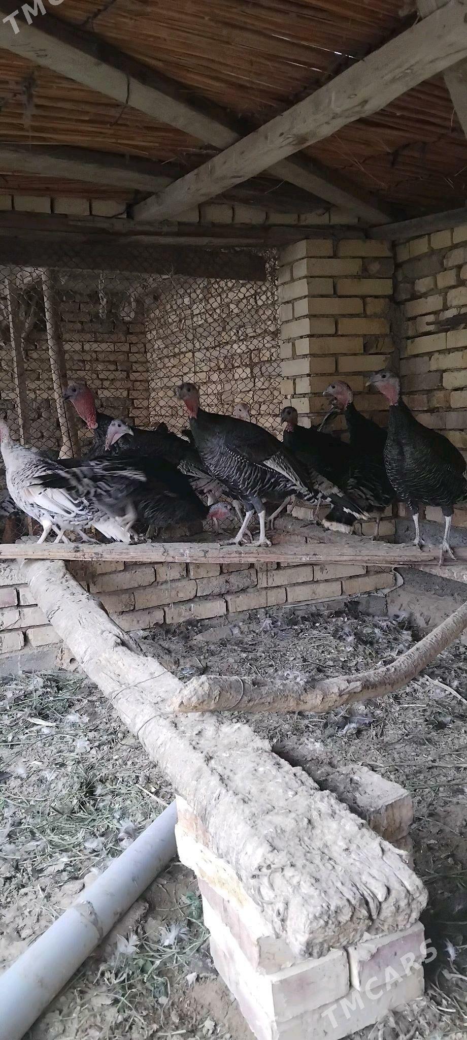 induk - Сакарчага - img 3