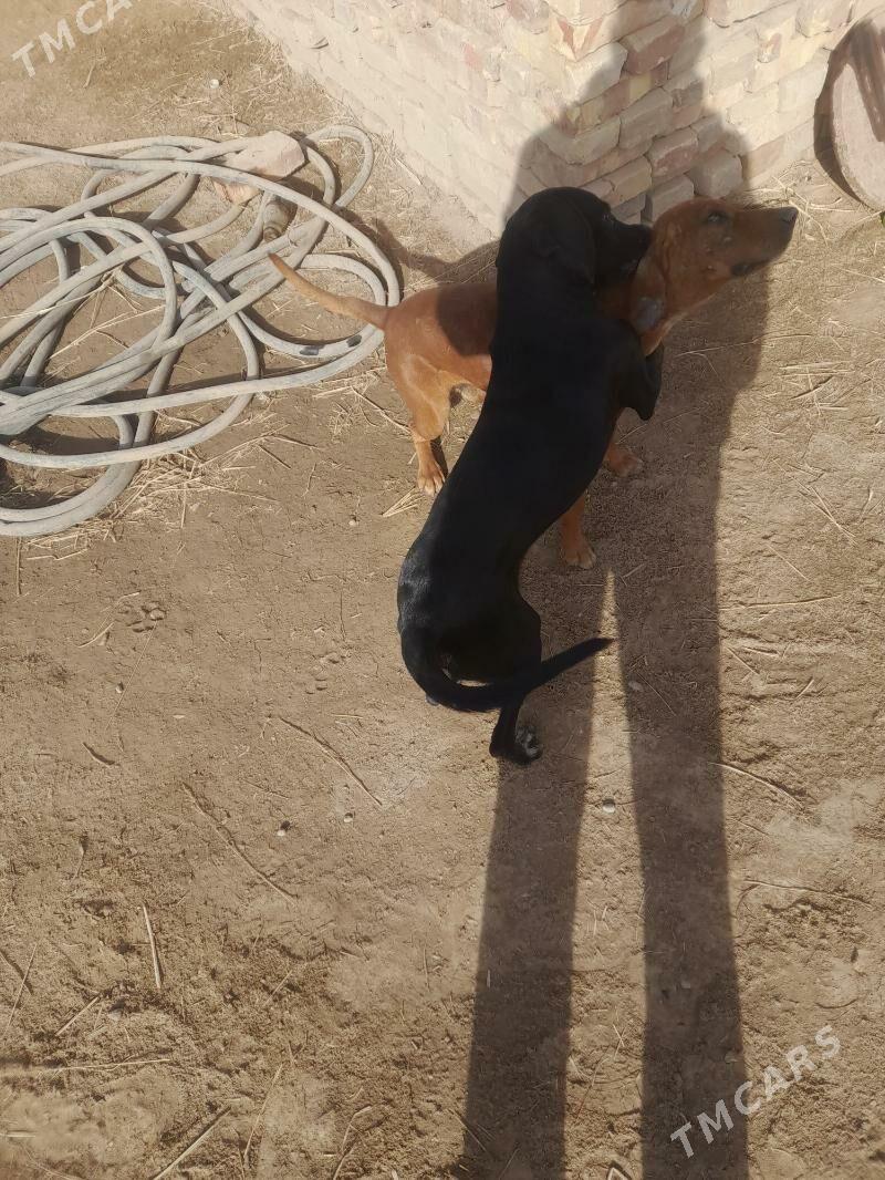 Авчы ит - Çärjew - img 2