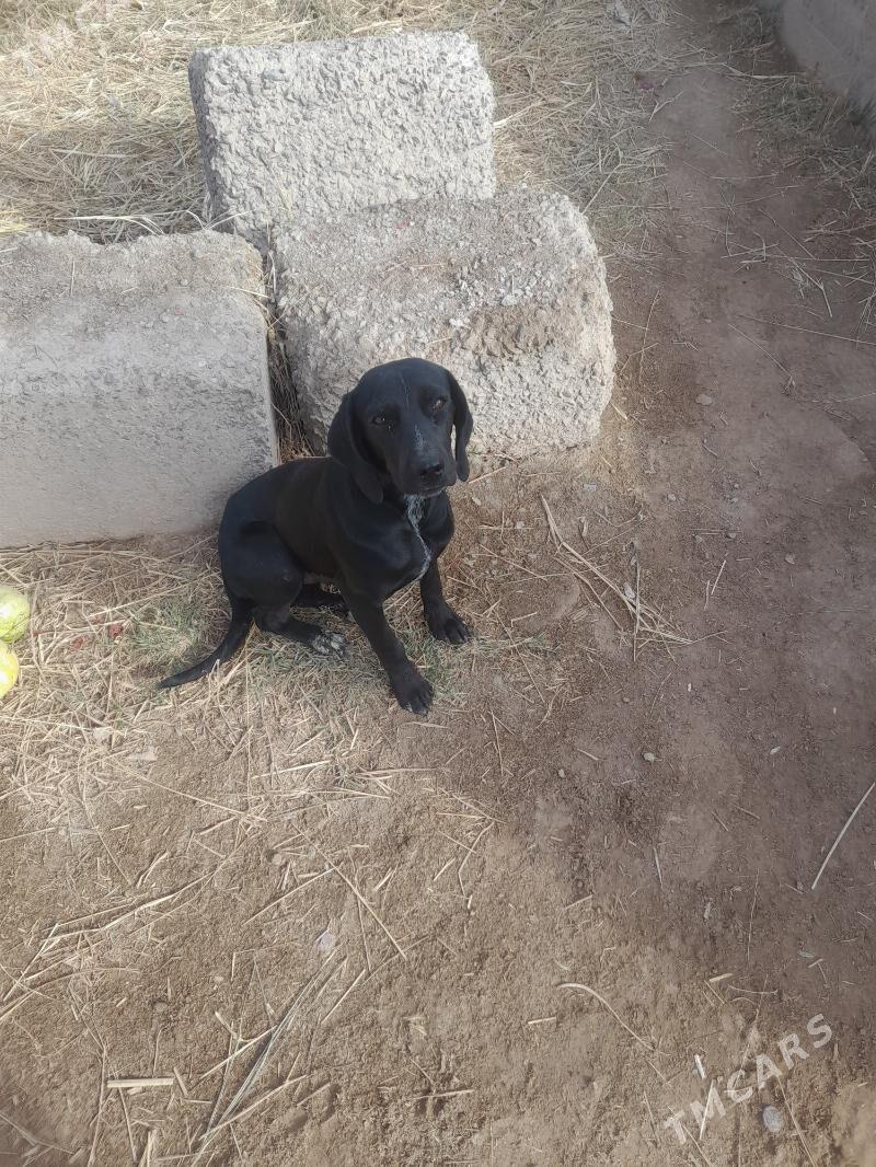 Авчы ит - Çärjew - img 3