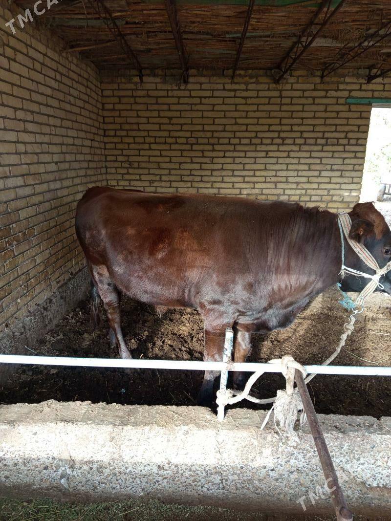 Ökuz - Чарджоу - img 2