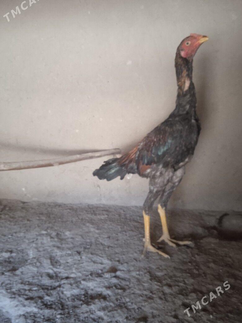 baýes jüje - Mary - img 1