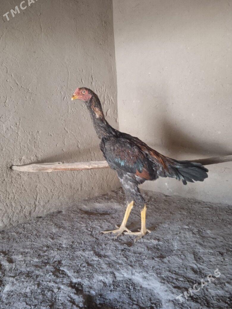 baýes jüje - Mary - img 7