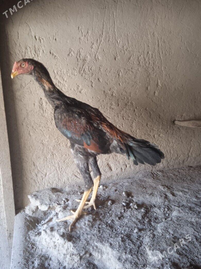 baýes jüje - Mary - img 4