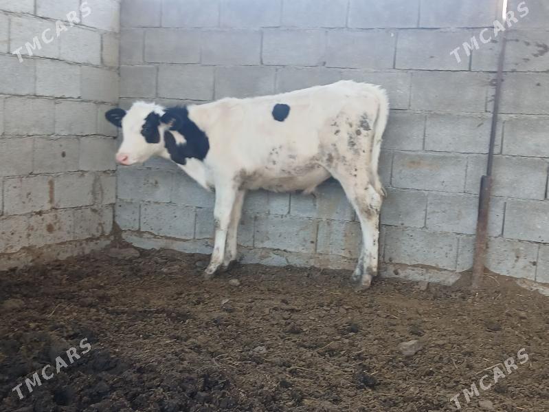 kanatka okuz - Бузмеин - img 2