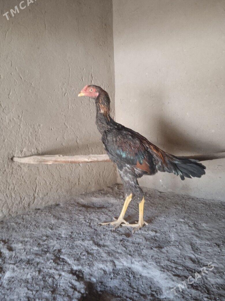 baýes jüje - Mary - img 8