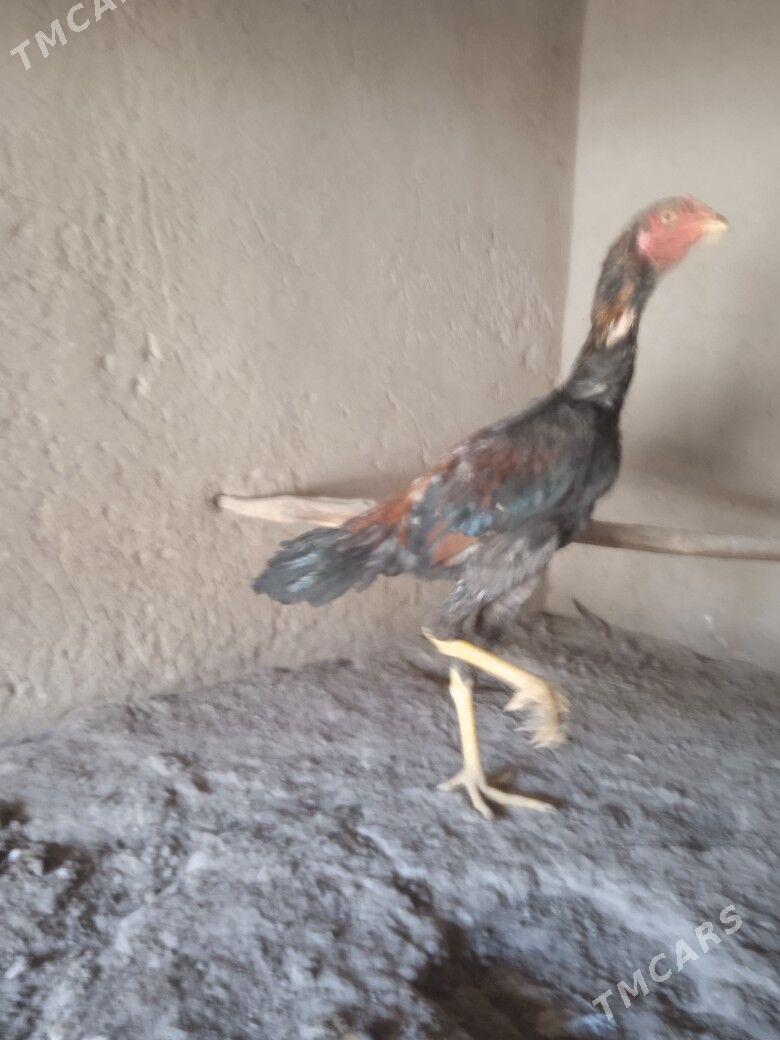 baýes jüje - Mary - img 6