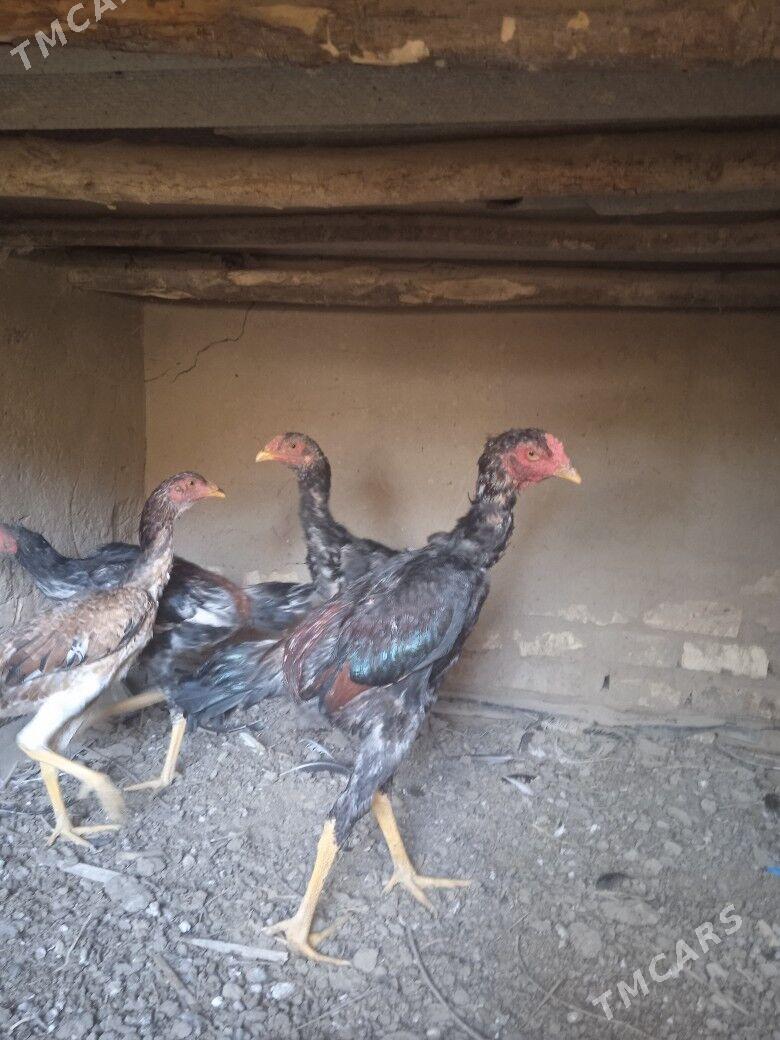 baýes jüje - Mary - img 2