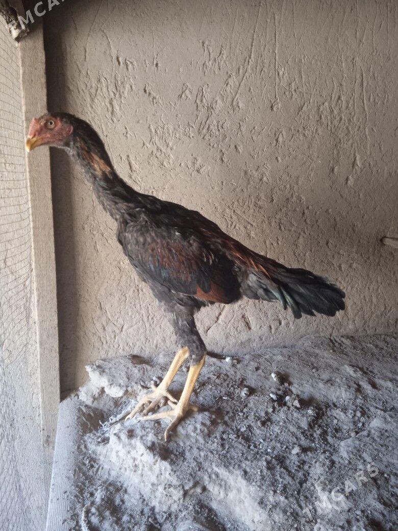 baýes jüje - Mary - img 9