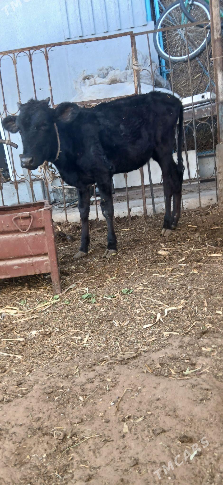 tuwe - Ашхабад - img 2